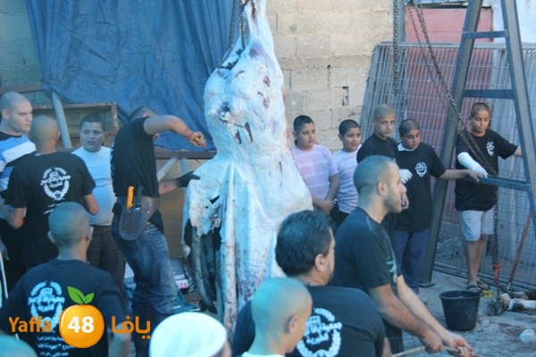 ada7y 116 n1 (45).JPG